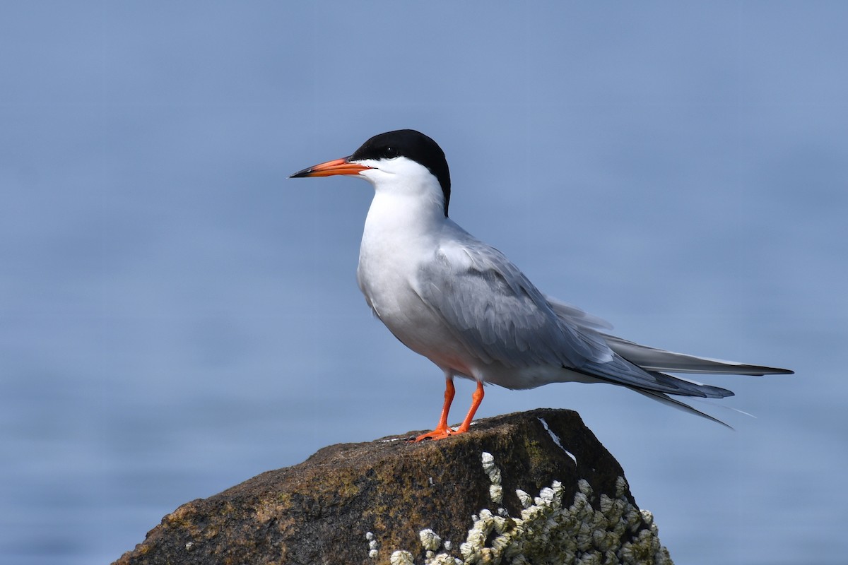 Common Tern - ML620188367