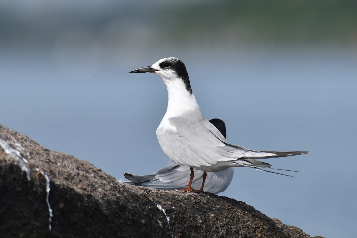 Common Tern - ML620188369