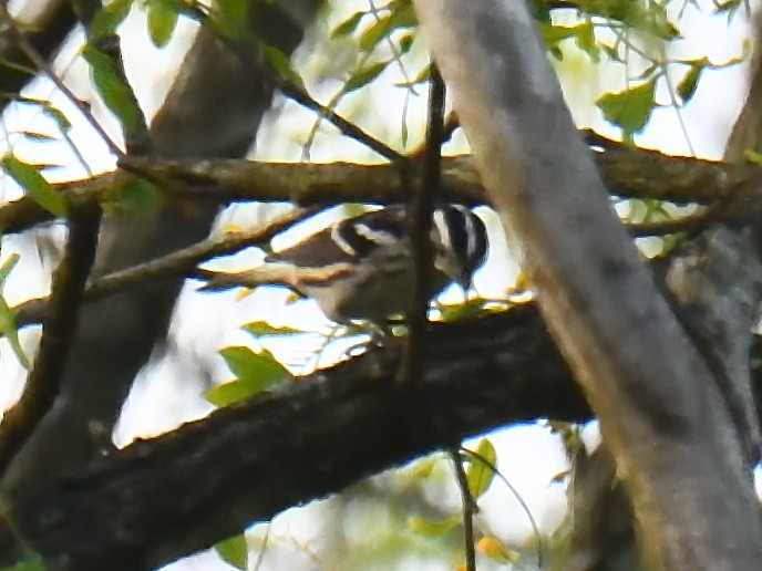 Black-and-white Warbler - ML620188372