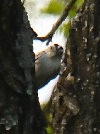 Black-and-white Warbler - ML620188373