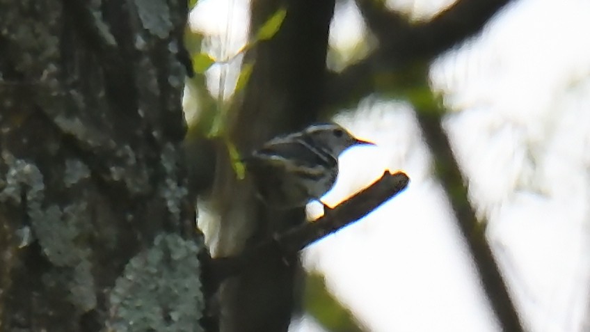 Black-and-white Warbler - ML620188375