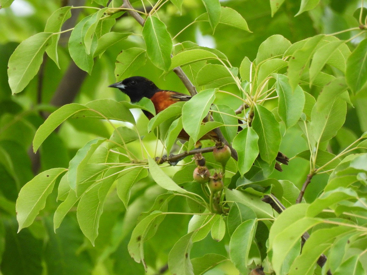 Orchard Oriole - ML620188378