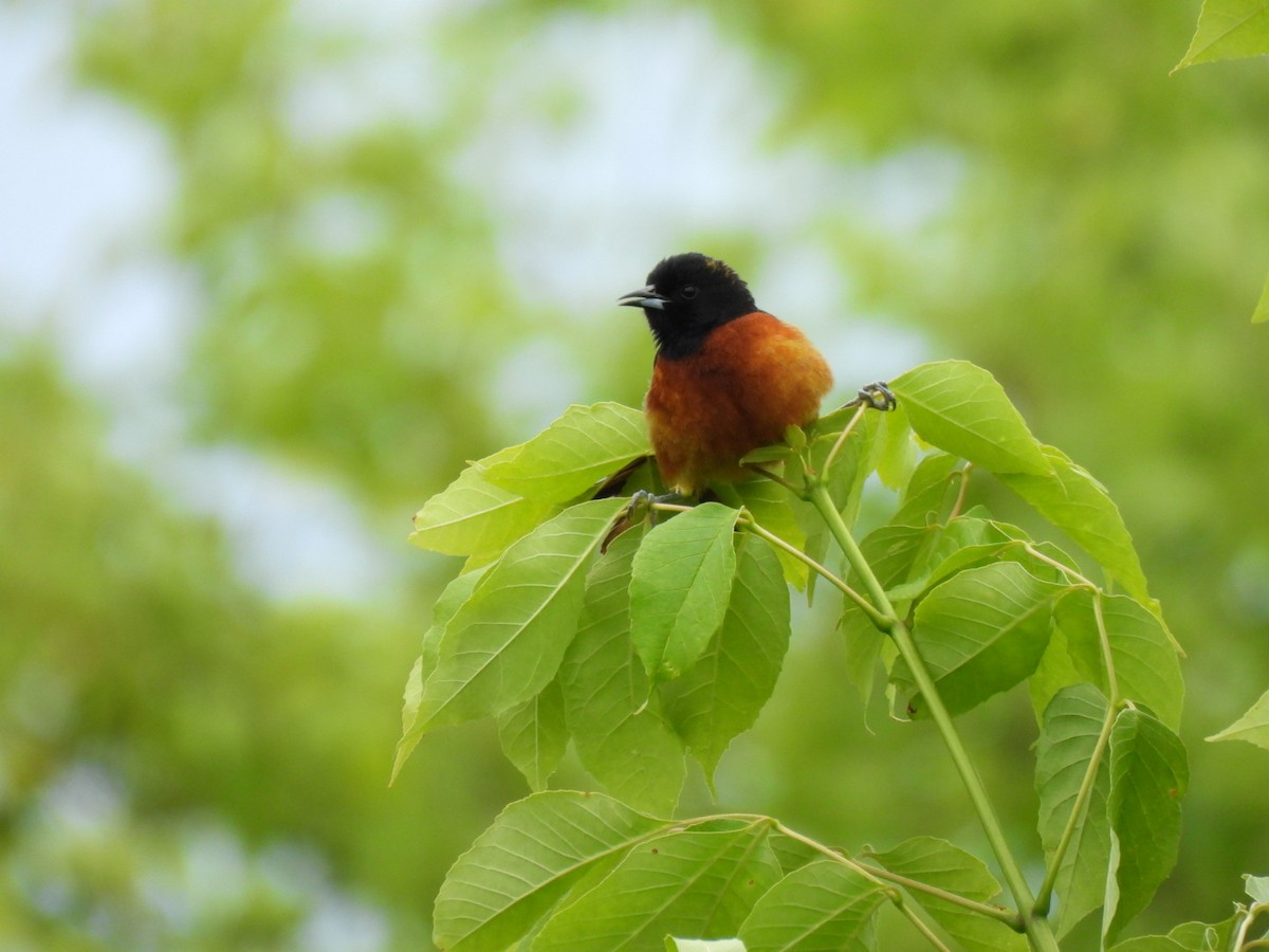 Orchard Oriole - ML620188379