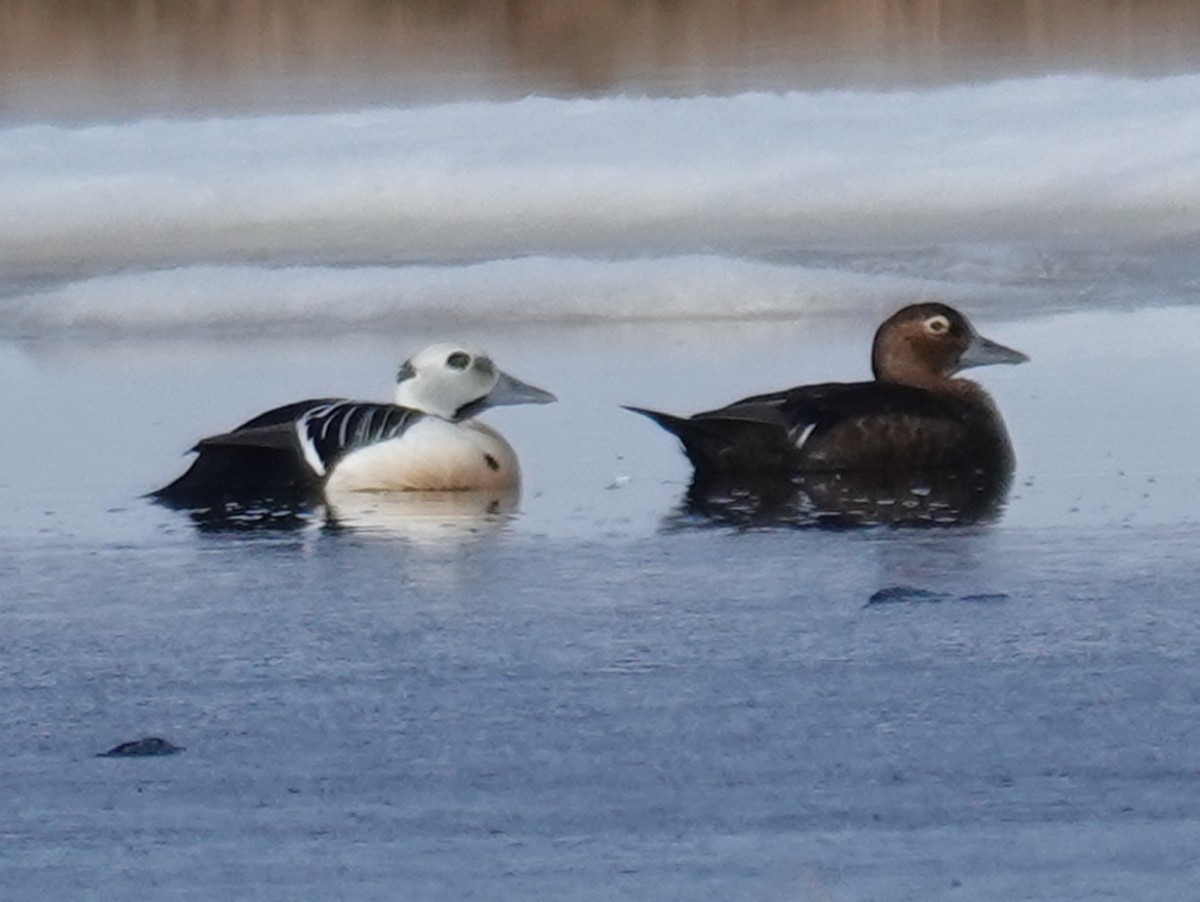 Steller's Eider - ML620188382