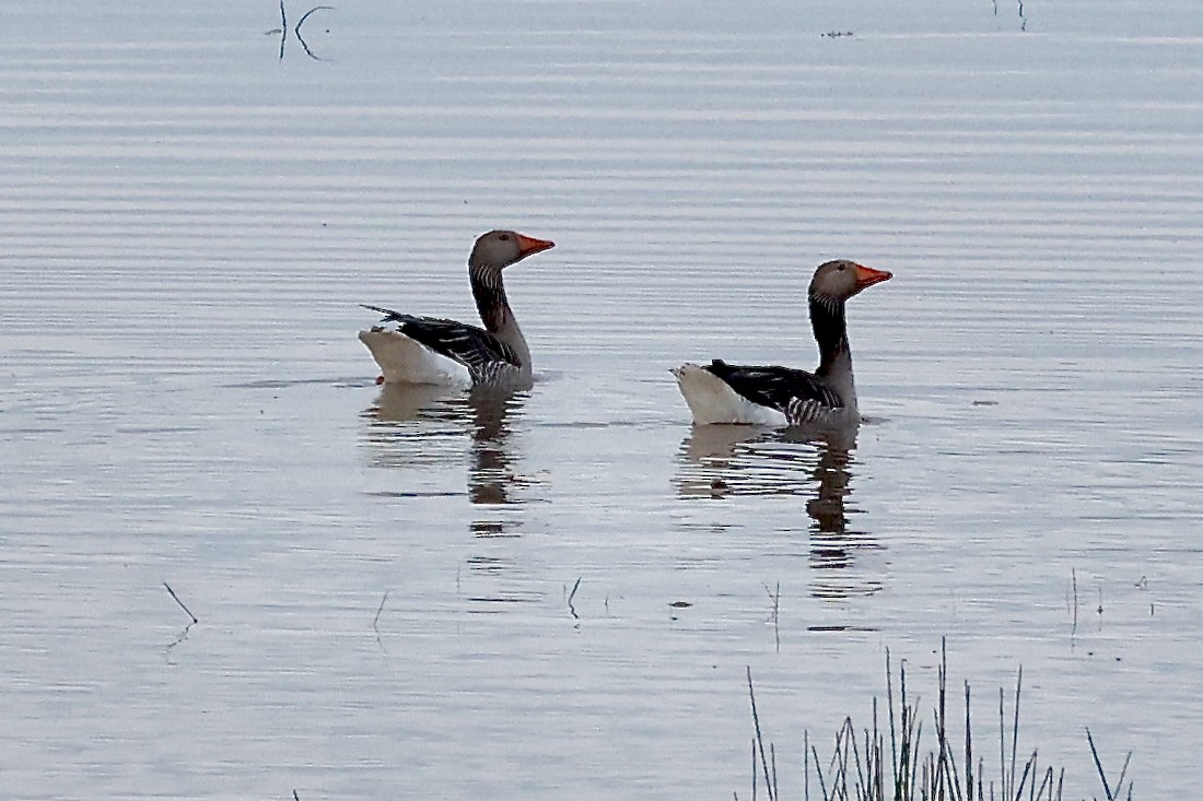 Graylag Goose - ML620188384