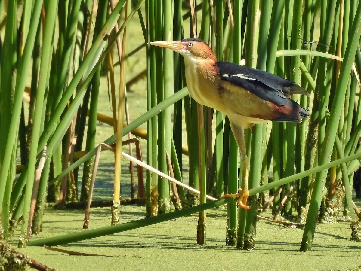 Least Bittern - ML620188387