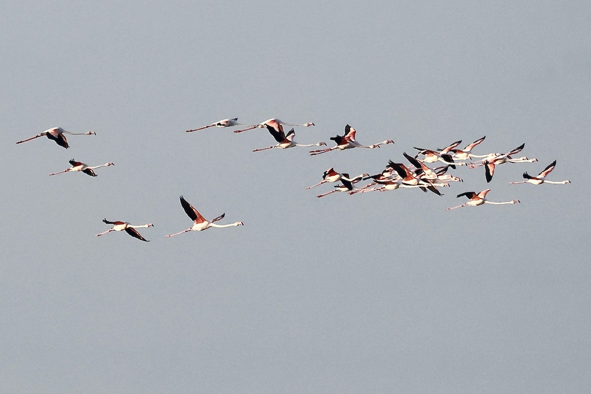 Greater Flamingo - Lorna Aynbinder