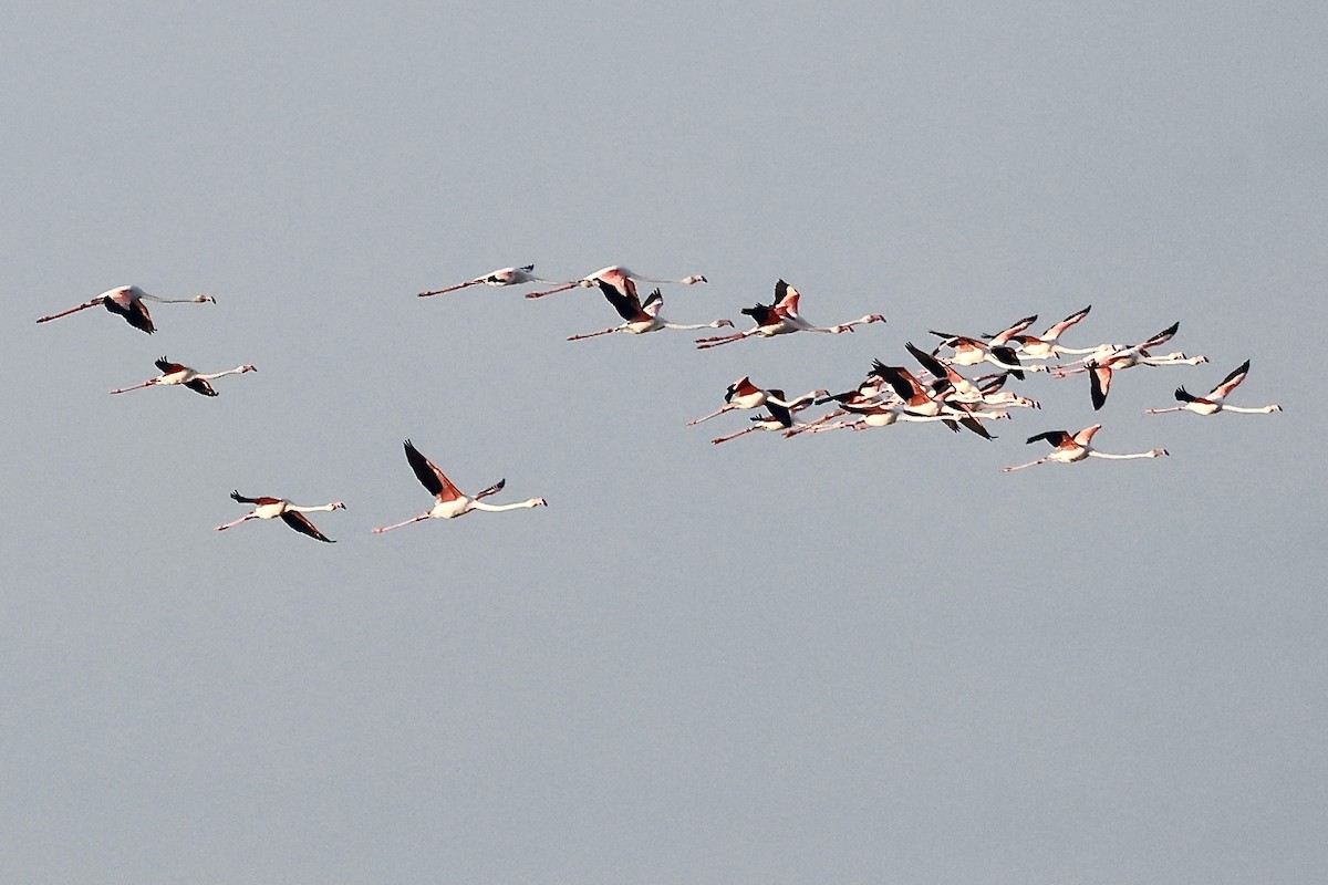 Greater Flamingo - ML620188396