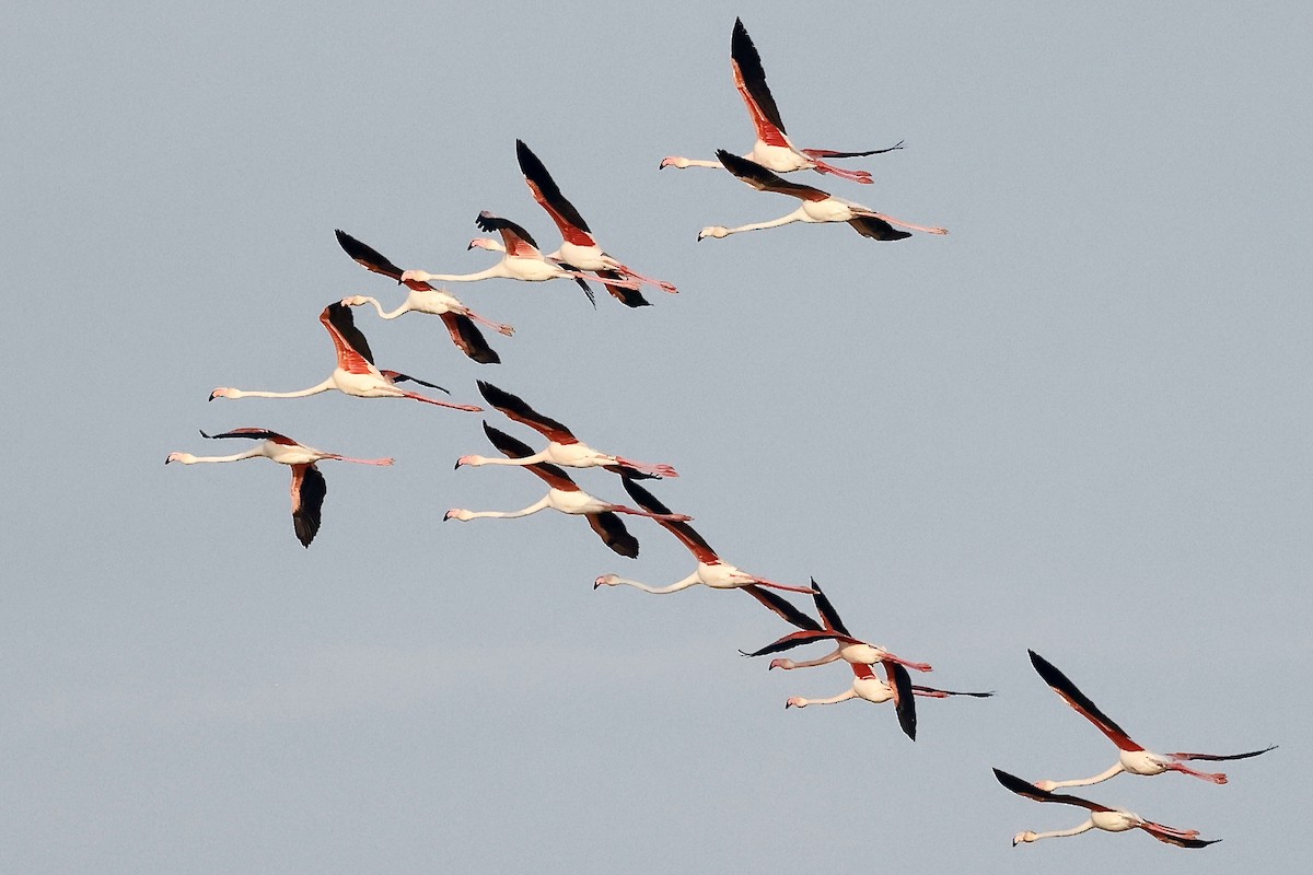 Greater Flamingo - ML620188397