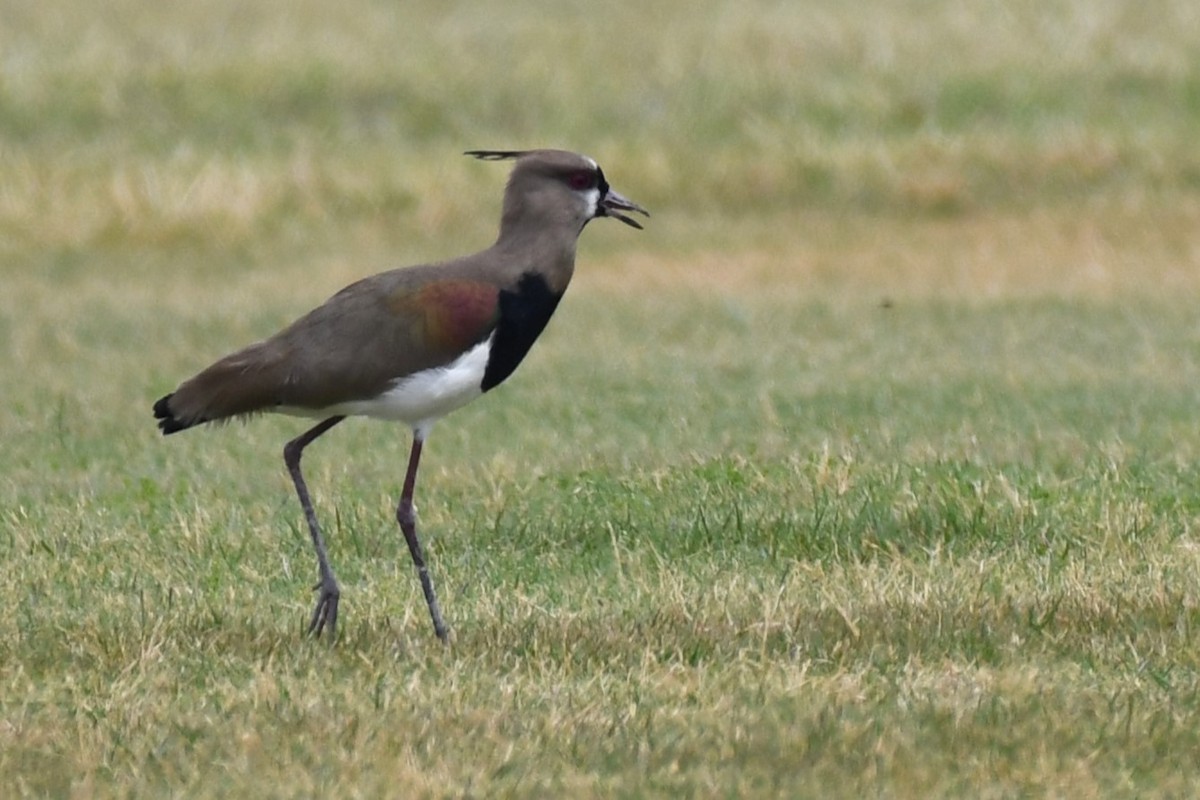 Southern Lapwing (cayennensis) - ML620188402