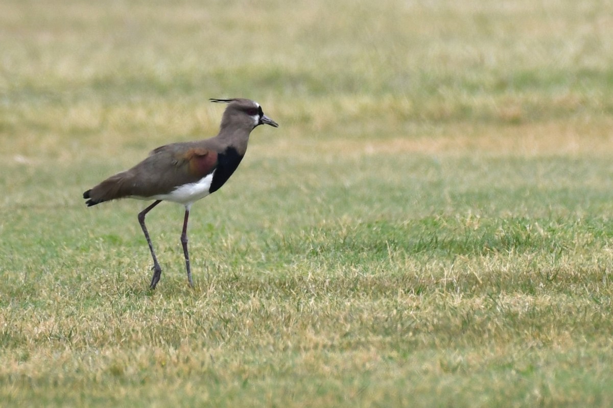 Southern Lapwing (cayennensis) - ML620188403