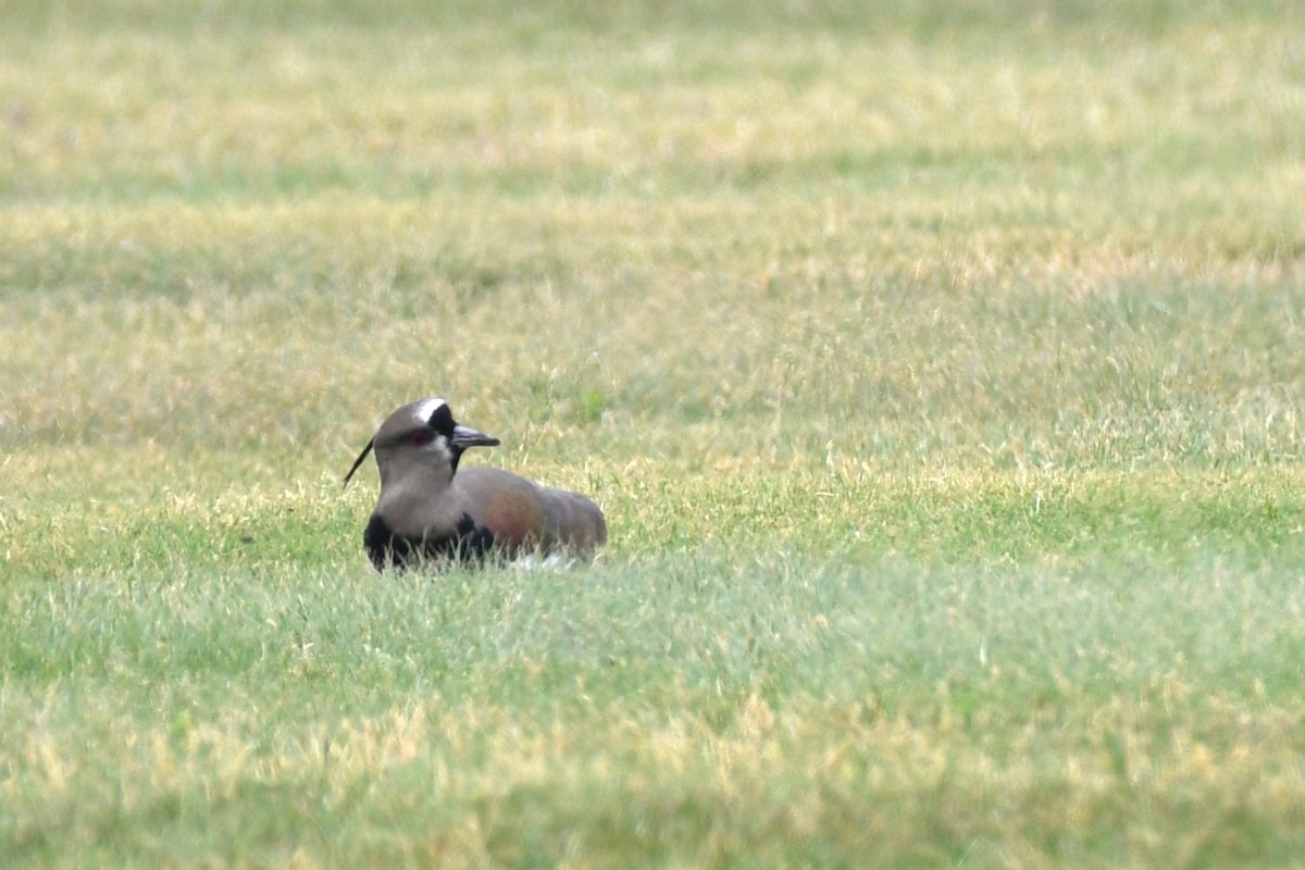 Southern Lapwing (cayennensis) - ML620188404