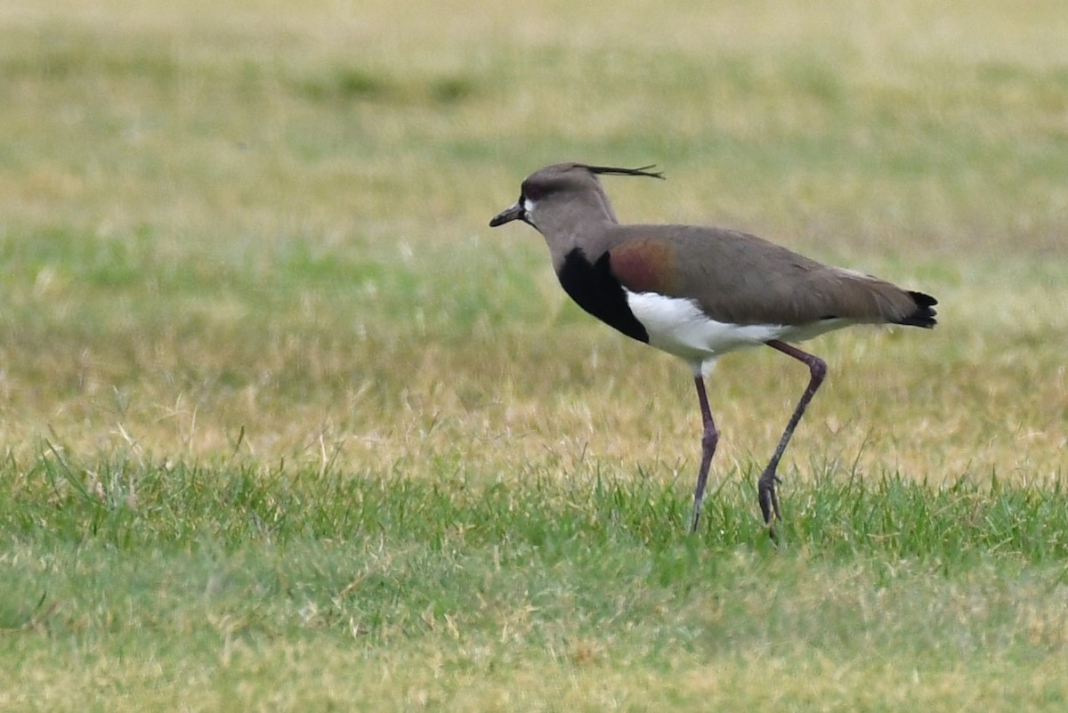 Southern Lapwing (cayennensis) - ML620188407