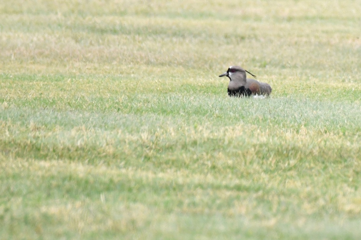 Southern Lapwing (cayennensis) - ML620188409