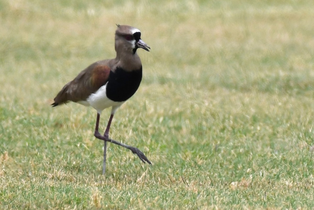 Southern Lapwing (cayennensis) - ML620188410