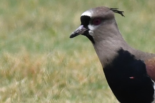 Southern Lapwing (cayennensis) - ML620188411