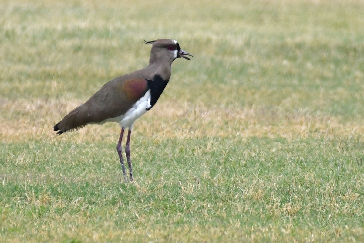 Southern Lapwing (cayennensis) - ML620188412