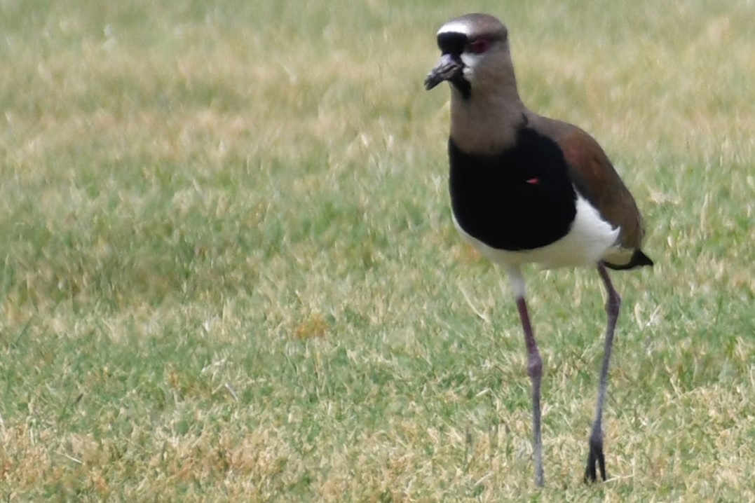 Southern Lapwing (cayennensis) - ML620188413