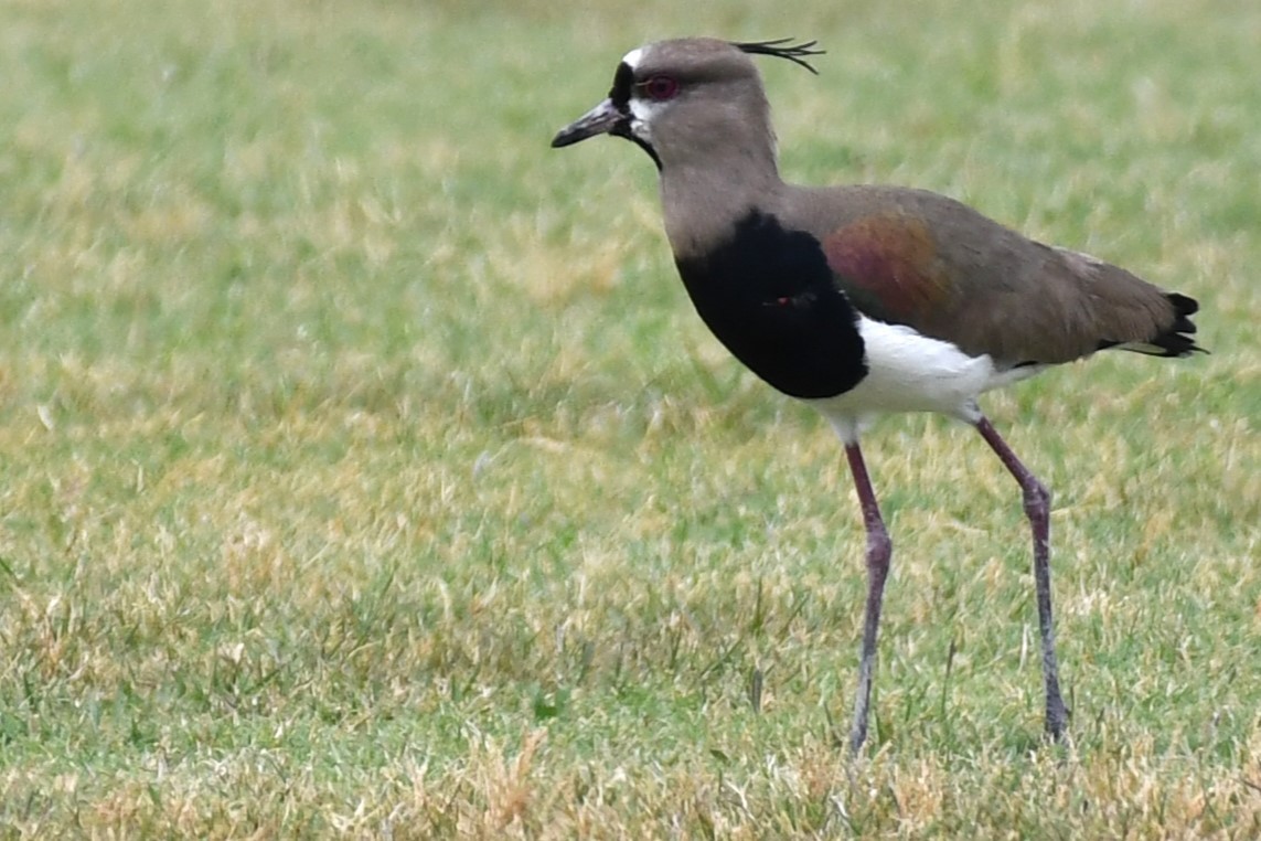 Southern Lapwing (cayennensis) - ML620188414