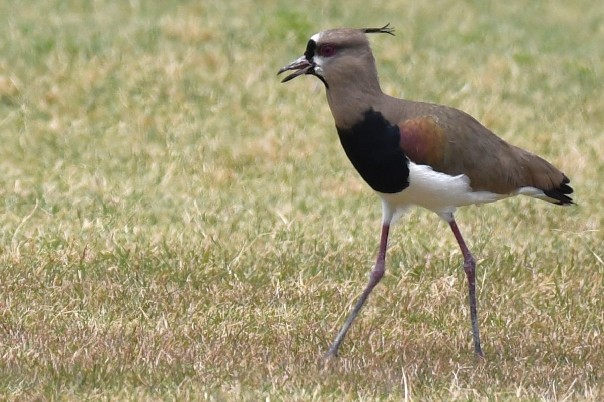 Southern Lapwing (cayennensis) - ML620188415