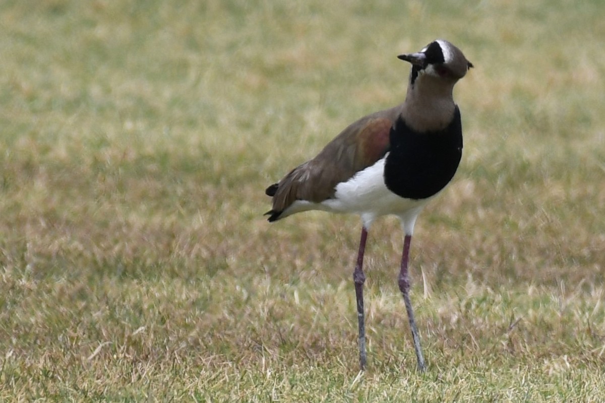 Southern Lapwing (cayennensis) - ML620188416