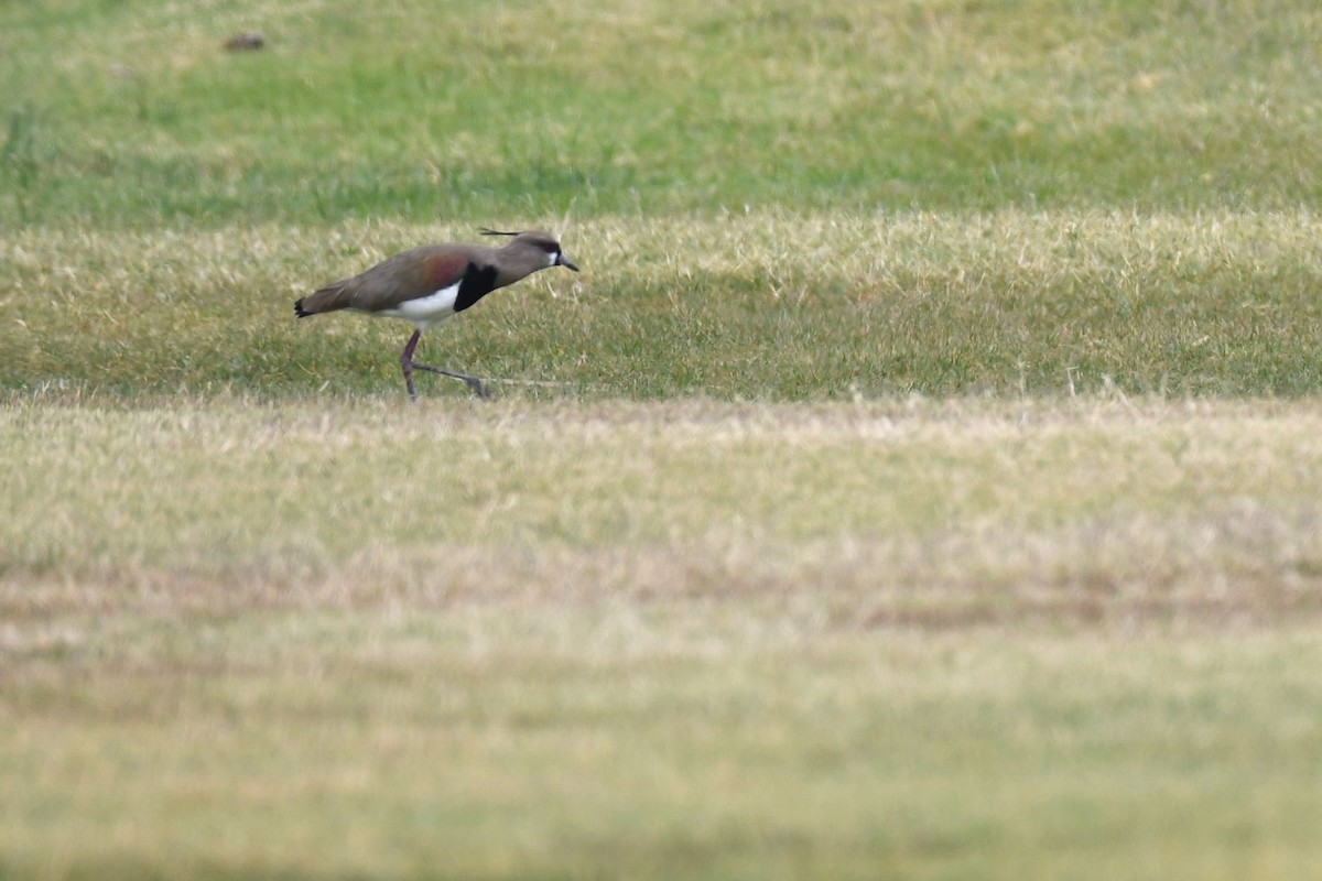 Southern Lapwing (cayennensis) - ML620188420