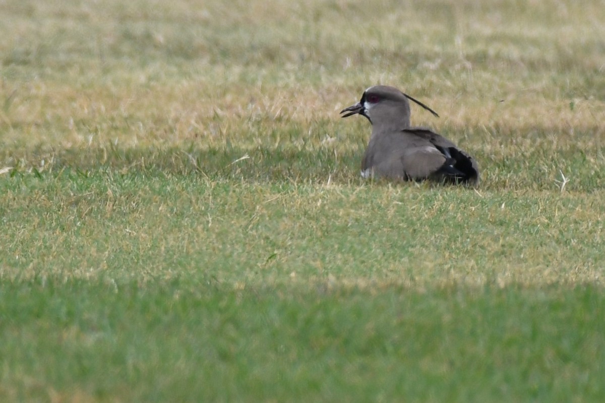 Southern Lapwing (cayennensis) - ML620188421