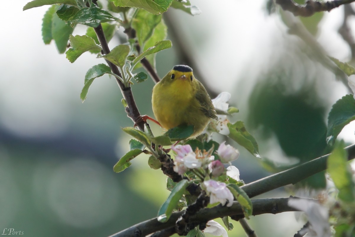 Wilson's Warbler - ML620188422