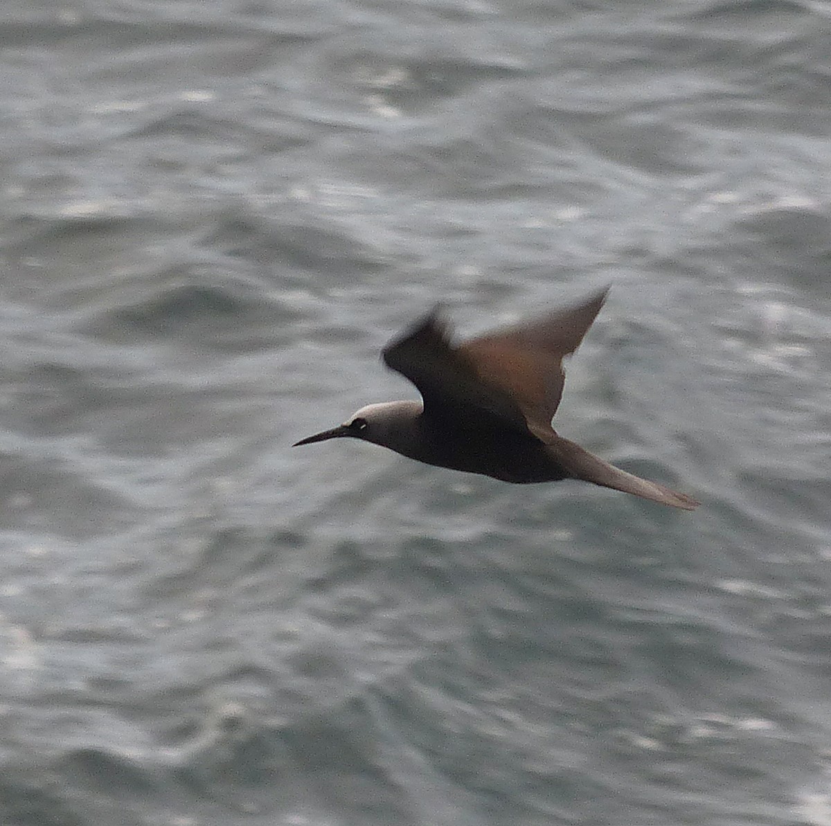 Black Noddy - ML620188423