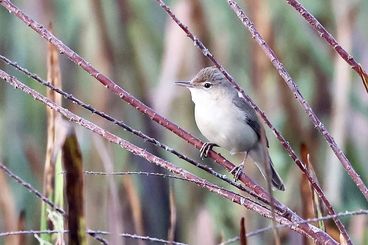 Common Reed Warbler - ML620188424