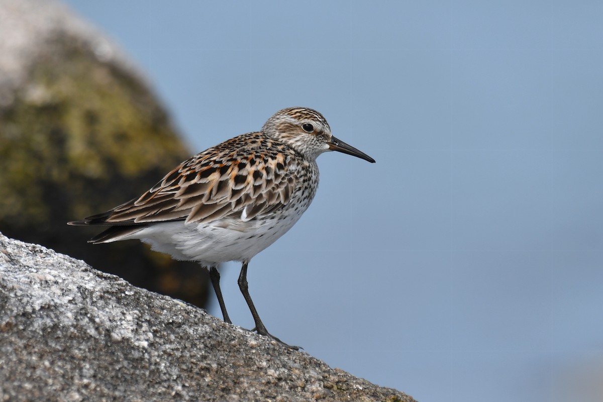 Weißbürzel-Strandläufer - ML620188429