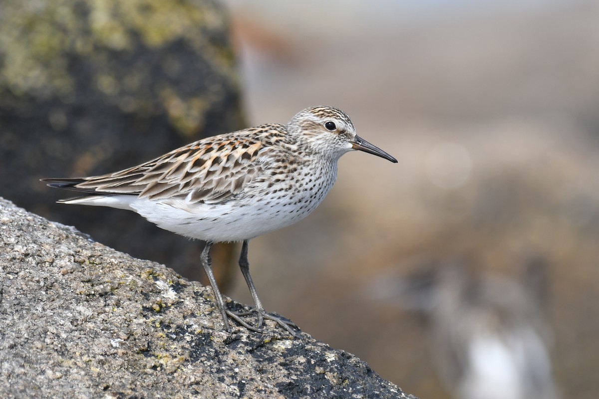 White-rumped Sandpiper - ML620188430