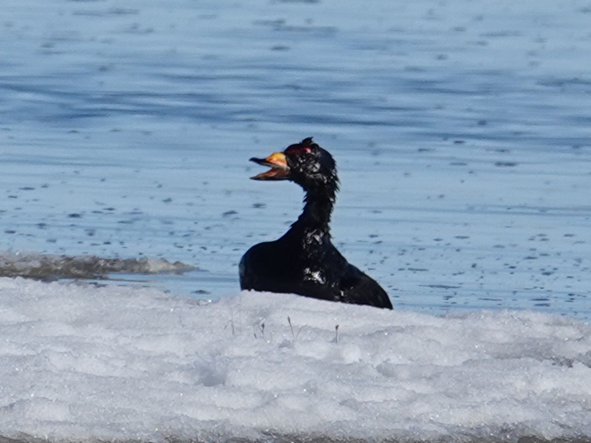 Black Scoter - ML620188431