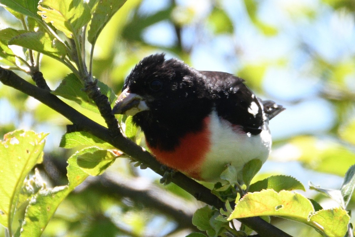 Rose-breasted Grosbeak - ML620188448