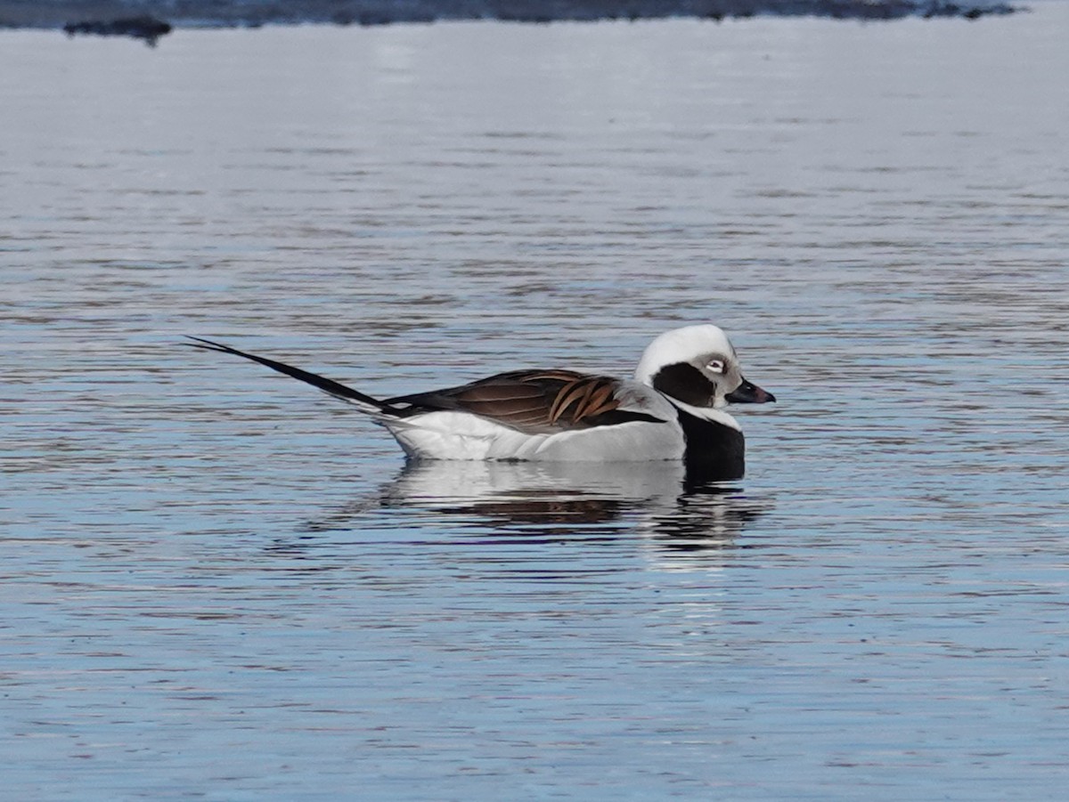 Long-tailed Duck - ML620188453