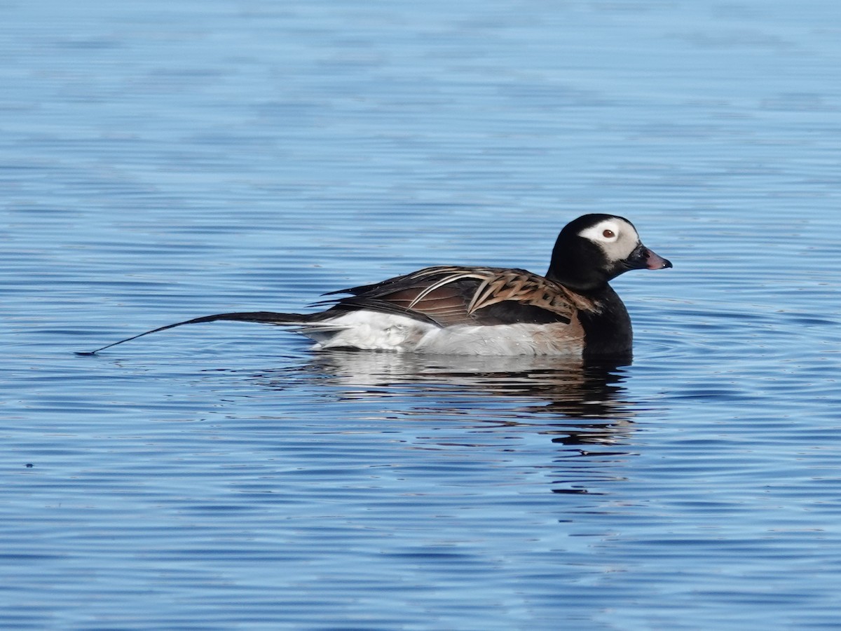 Long-tailed Duck - ML620188455