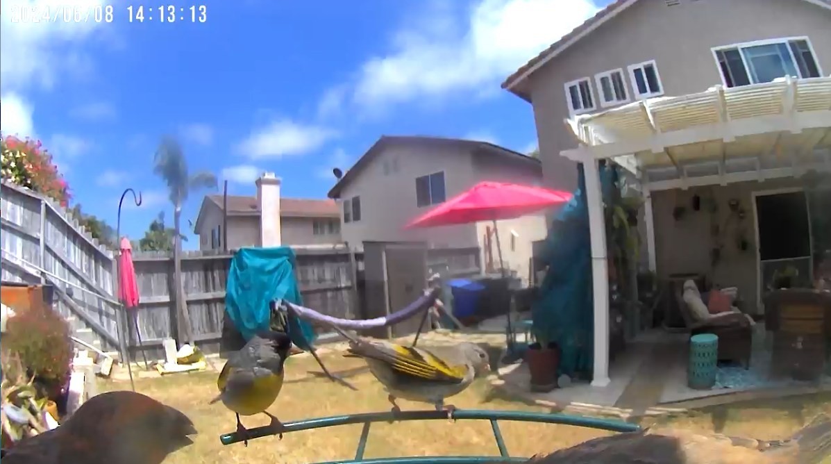 Lawrence's Goldfinch - ML620188457