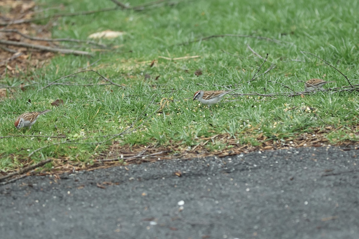 Chipping Sparrow - ML620188466