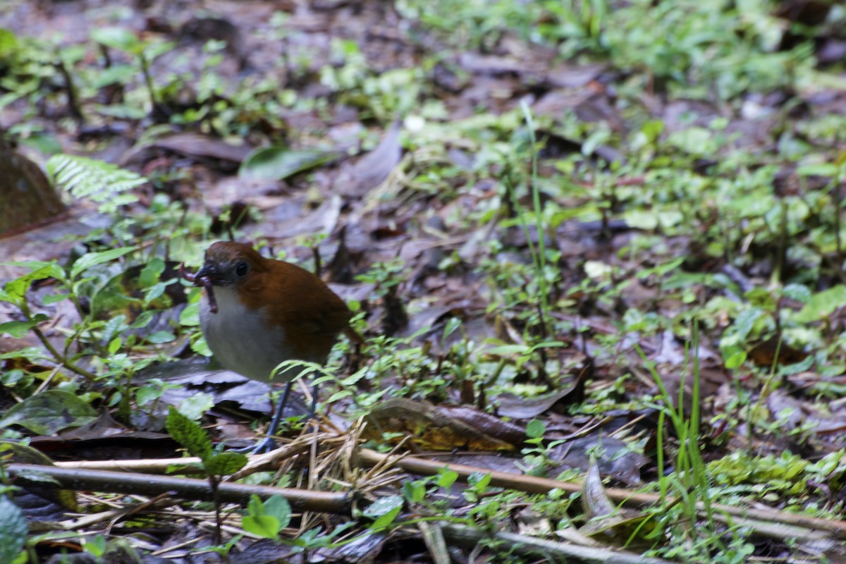 White-bellied Antpitta - ML620188470