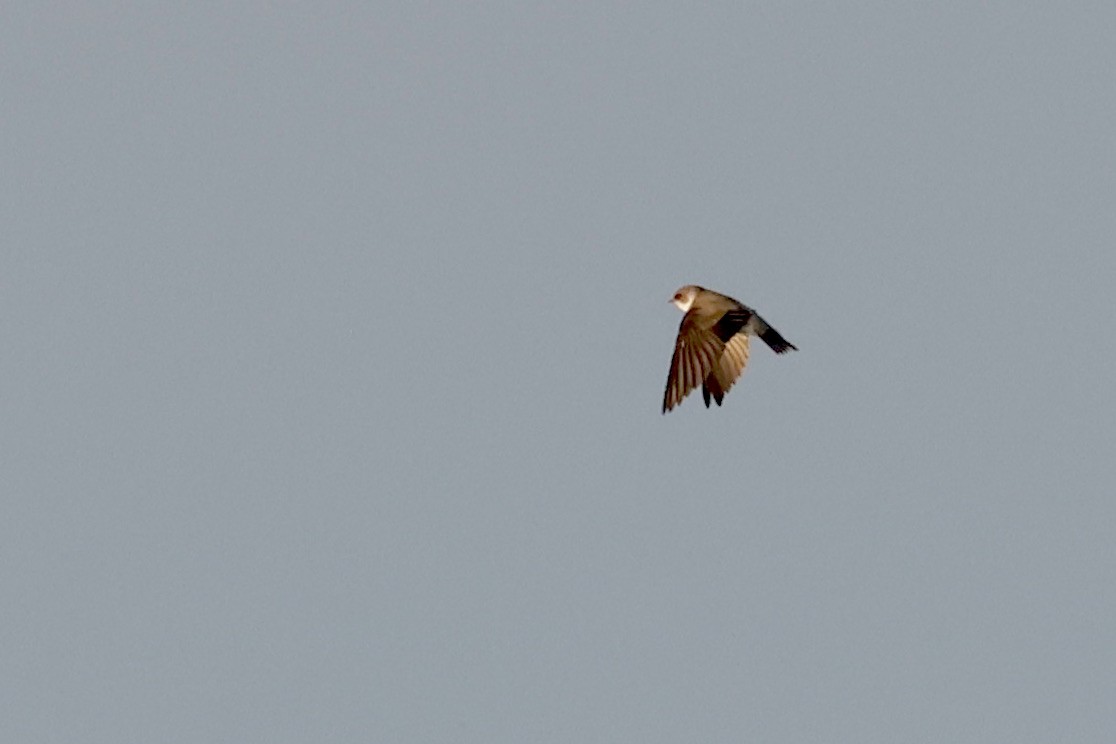 Bank Swallow - ML620188473