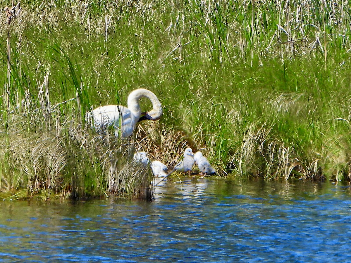 Trumpeter Swan - ML620188476