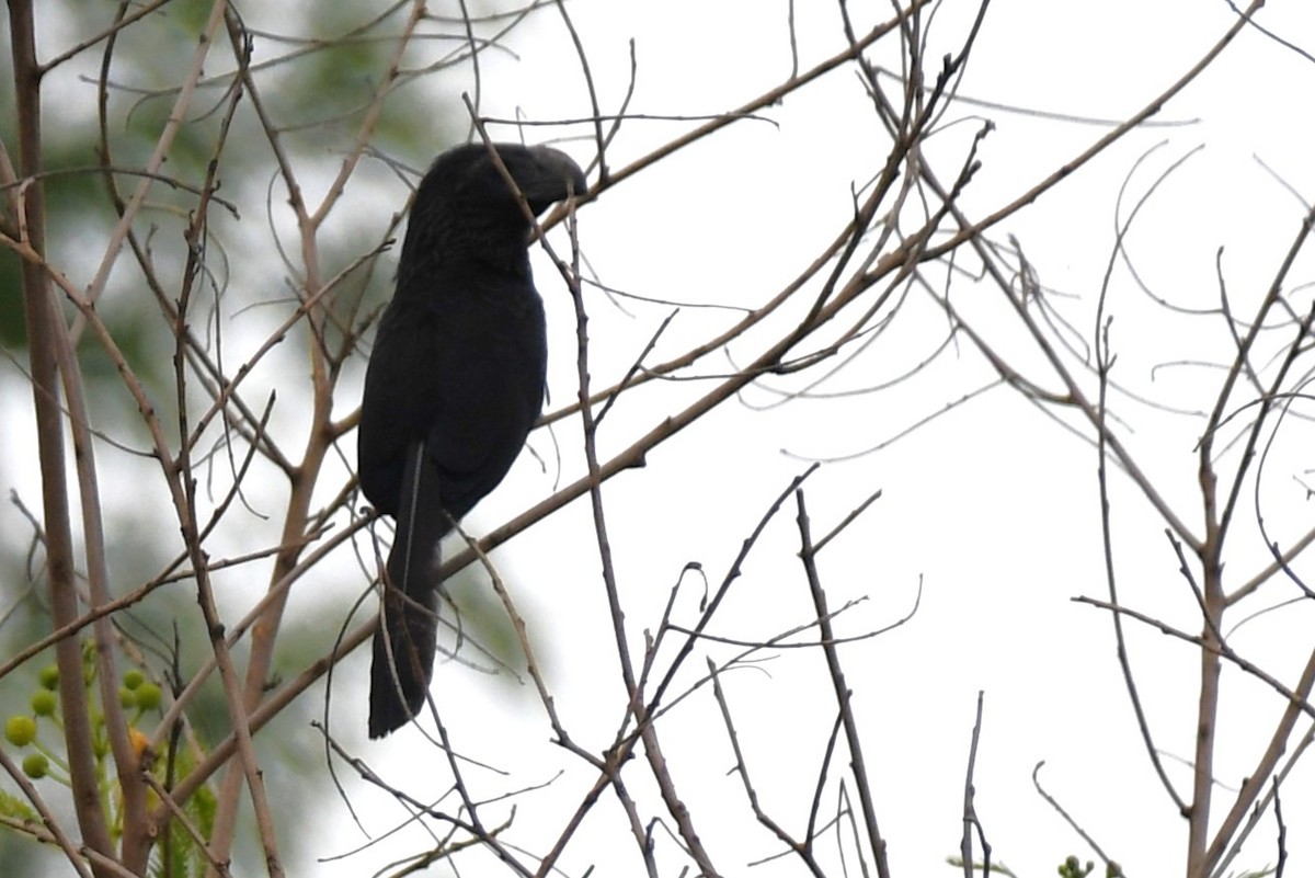 Groove-billed Ani - ML620188479