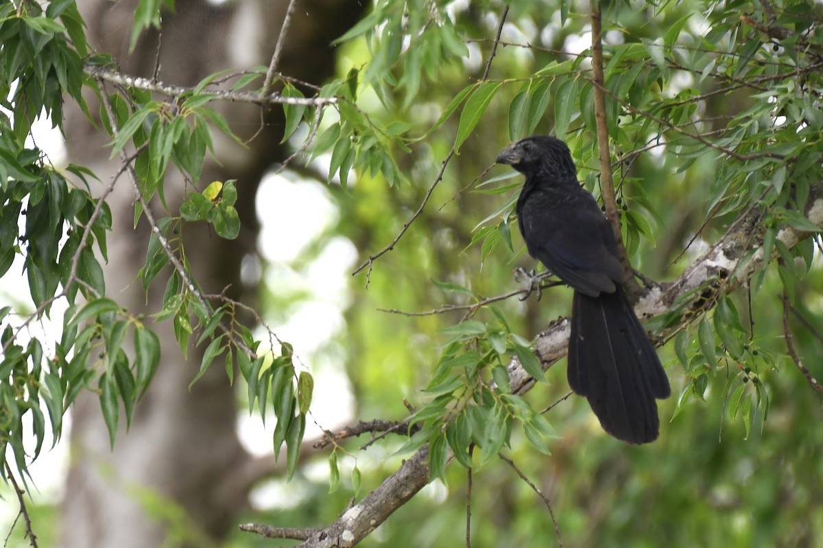 Groove-billed Ani - ML620188480