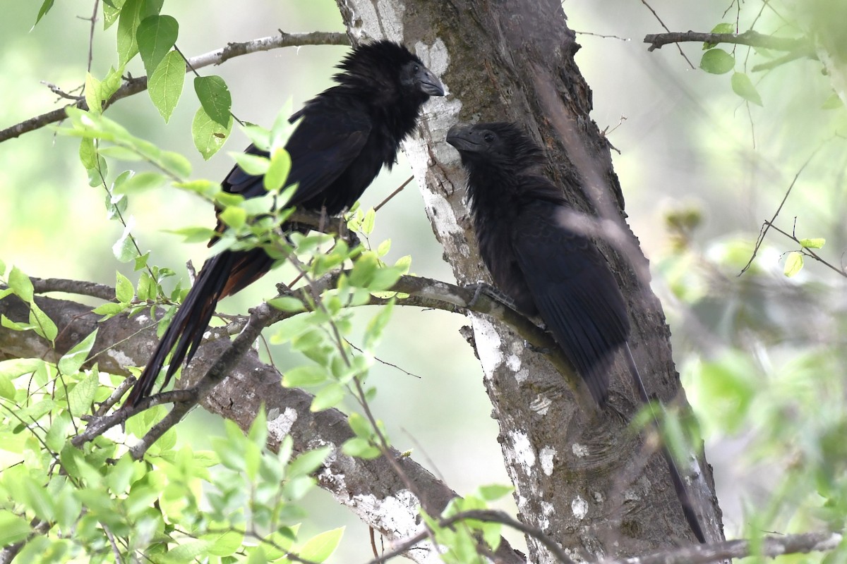 Groove-billed Ani - ML620188481