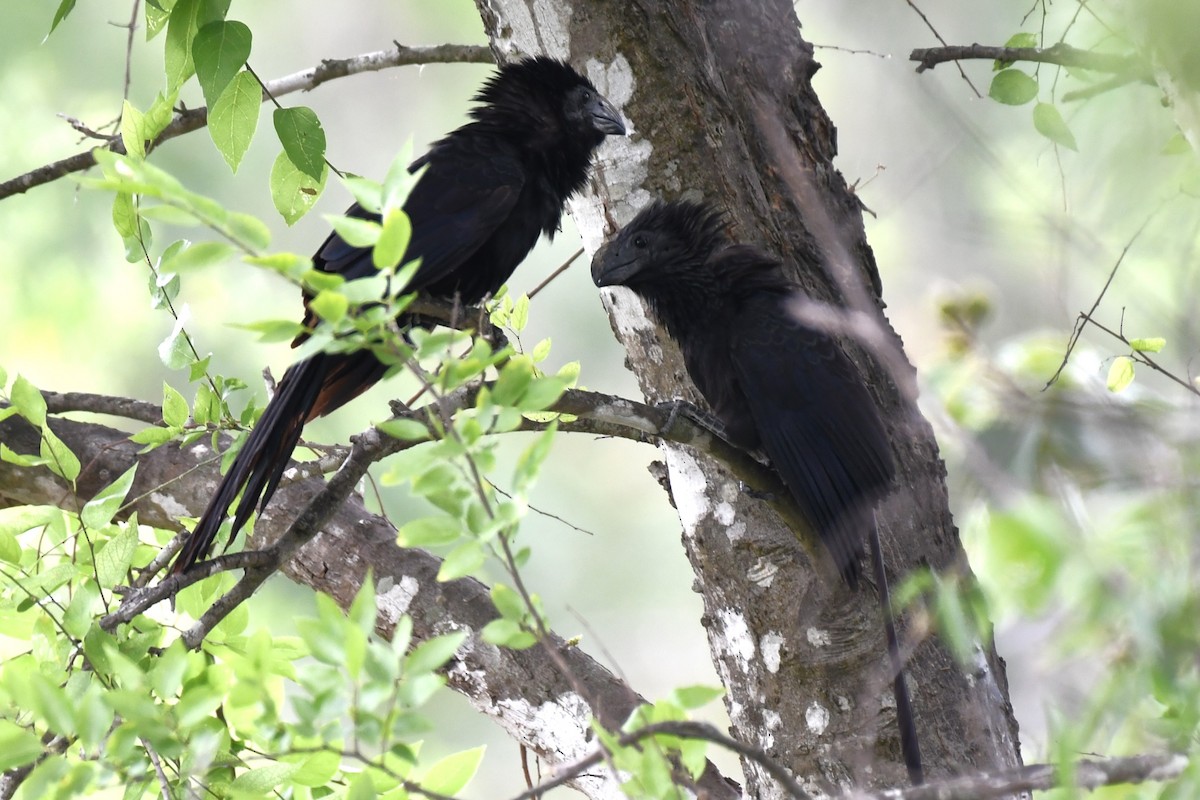 Groove-billed Ani - ML620188482