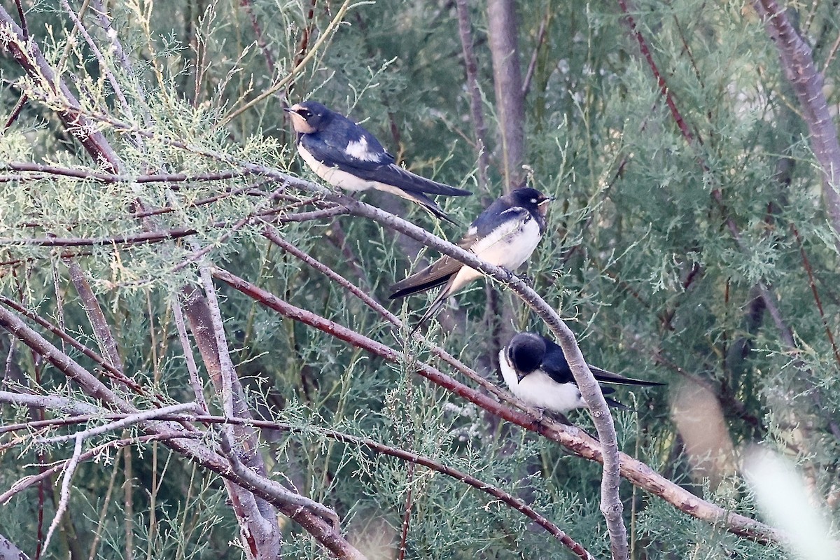 Barn Swallow - ML620188486