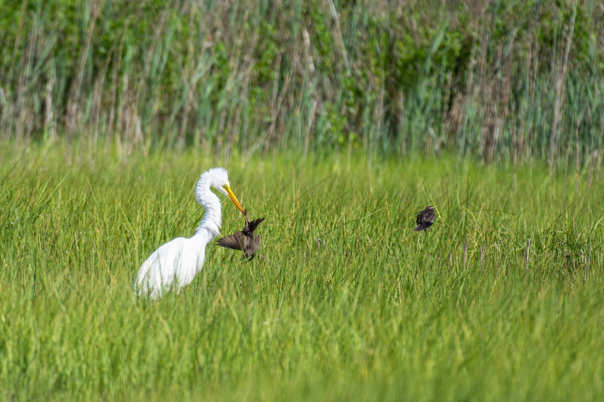 Great Egret - ML620188488