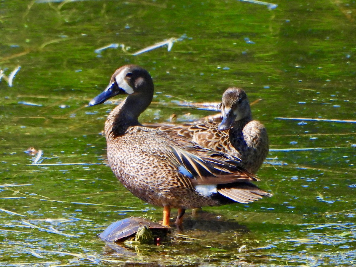 Blue-winged Teal - ML620188491