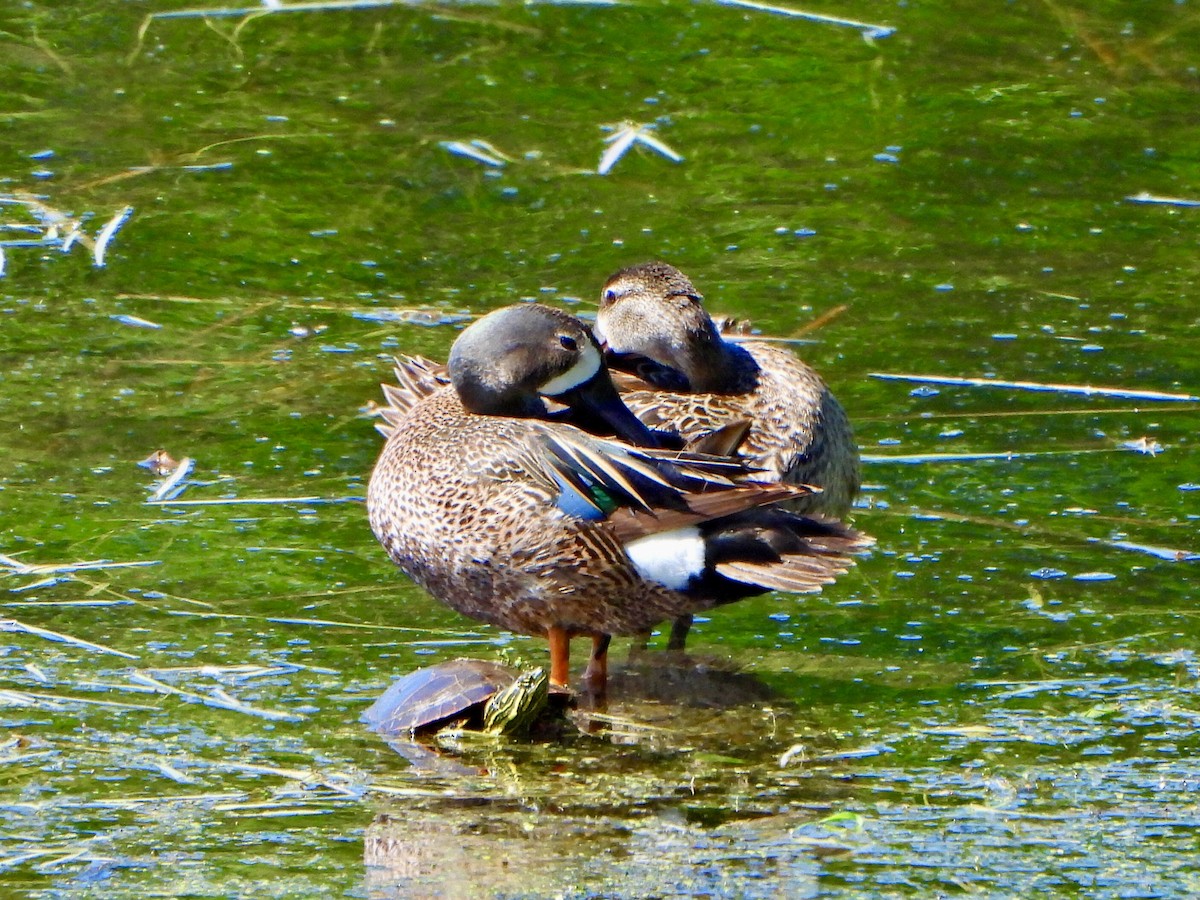 Blue-winged Teal - ML620188492