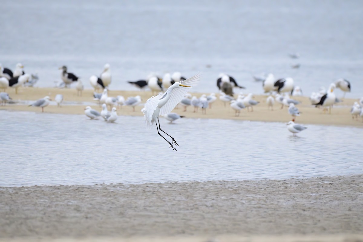 Great Egret - ML620188496